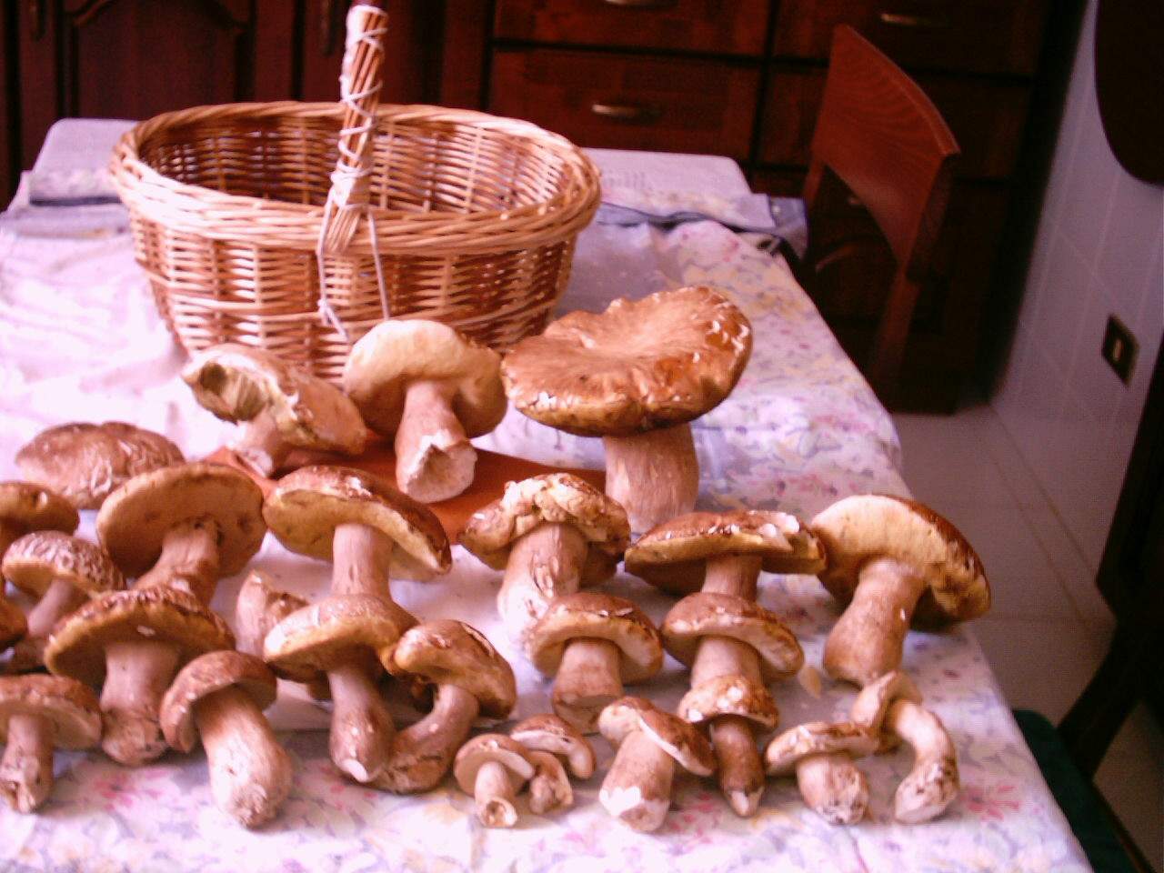 macrolepiota e porcini